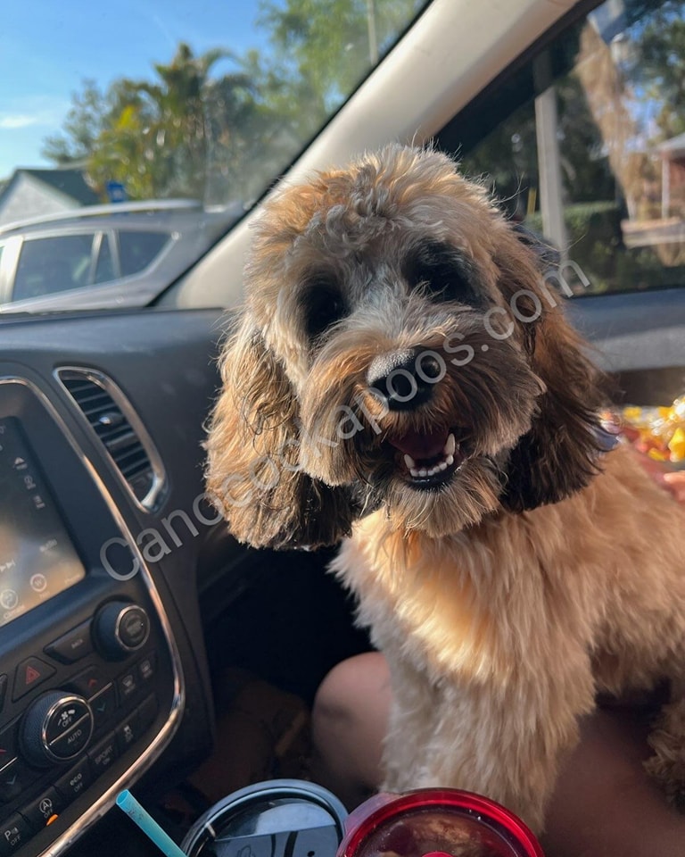 Enzo adult picture