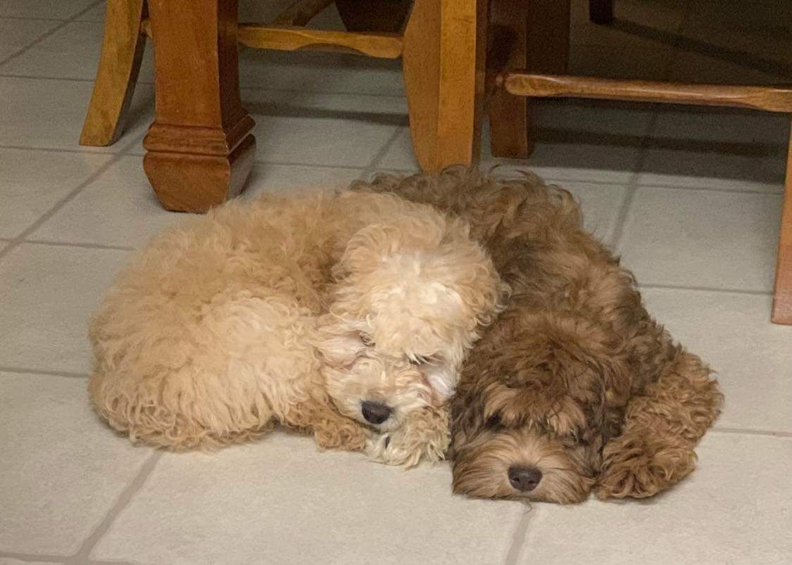 Oakley & Huck adult picture
