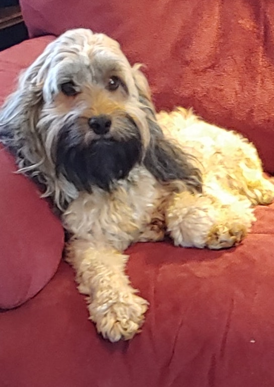 11lb tan sable sire