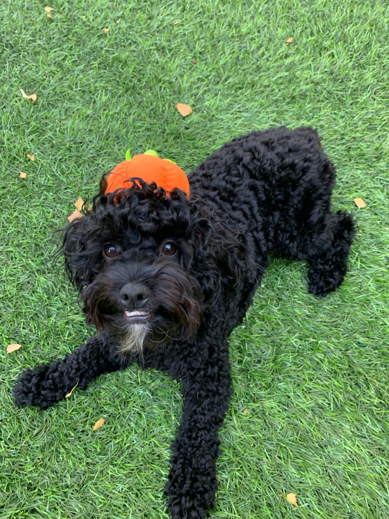 Coco adult picture