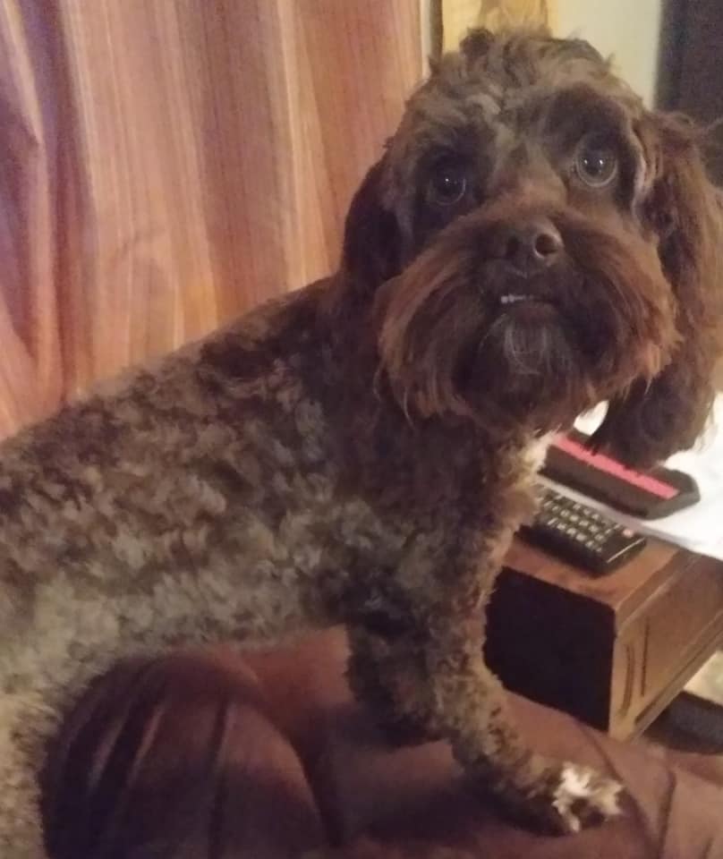 11lb tan sable sire