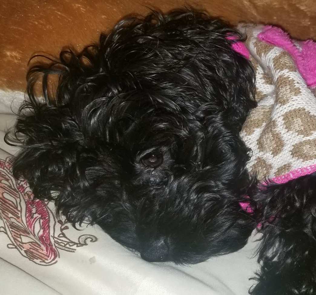 Zoey adult picture